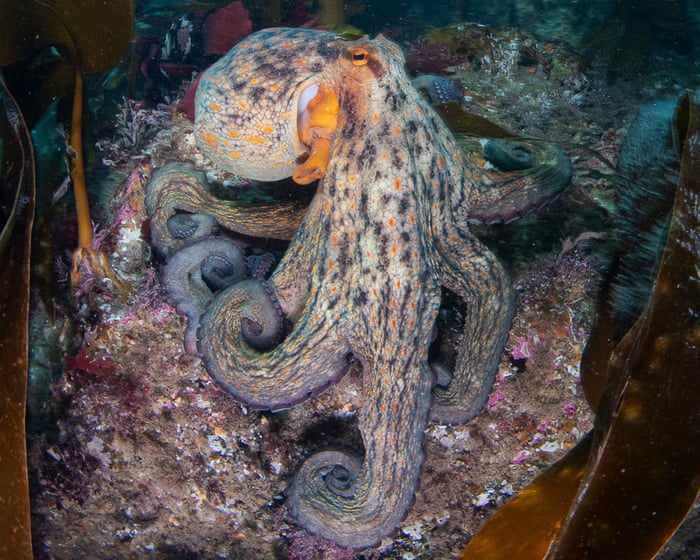 Octopus surge spreads up UK coast as far as Scotland, study finds