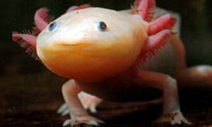 An Axolotl at the Friedrich-Schiller-University in Jena<br>epa01204239 The Axolotl ('Ambystoma mexicanum') is the best-known of the Mexican neotenic mole salamanders belonging to the Tiger Salamander complex, at the Friedrich-Schiller-Univerity of Jena, Germany, 18 December 2007. Larvae of this species fail to undergo metamorphosis, so the adults remain aquatic and gilled, which is the reason the scientists breed them. So they can examin the development of cells from the early embryo phase. The Axolotl also have the ability to let lost extremities grow again.  EPA/JAN-PETER KASPER