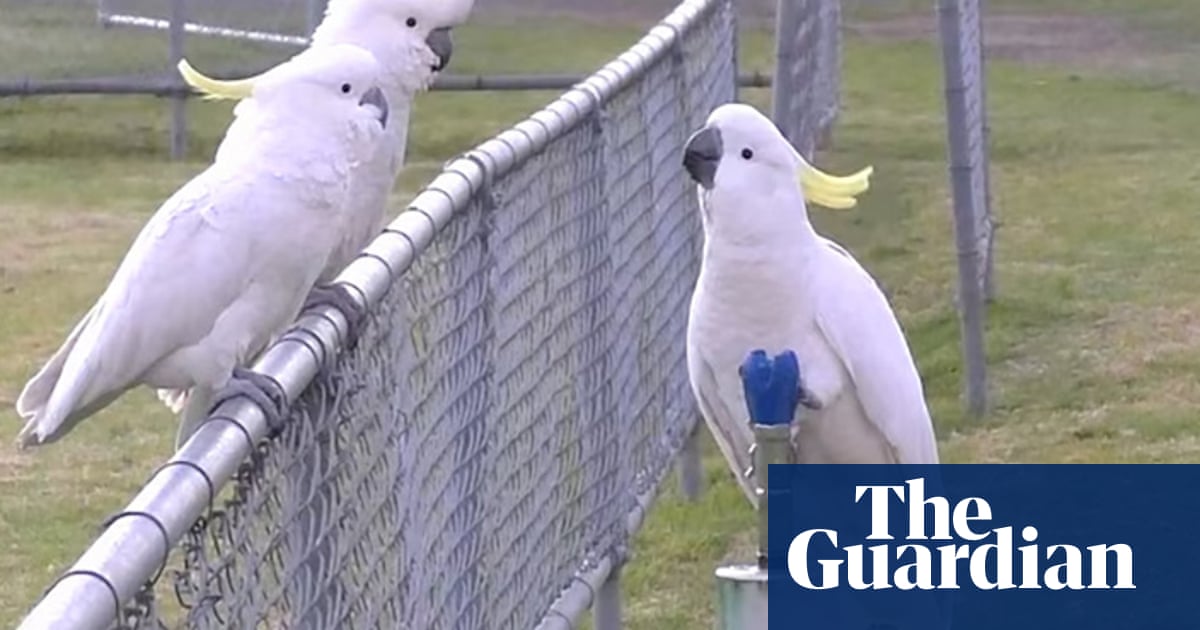 Cockatoos start sipping from Sydney's drinking fountains after mastering series of complex moves