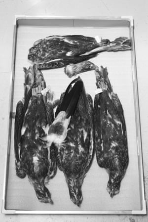 A collection of preserved eagle skins at Museums Victoria