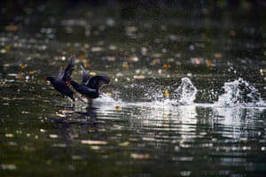 Galinhas-d'água no lago em Sefton Park, Liverpool, Reino Unido