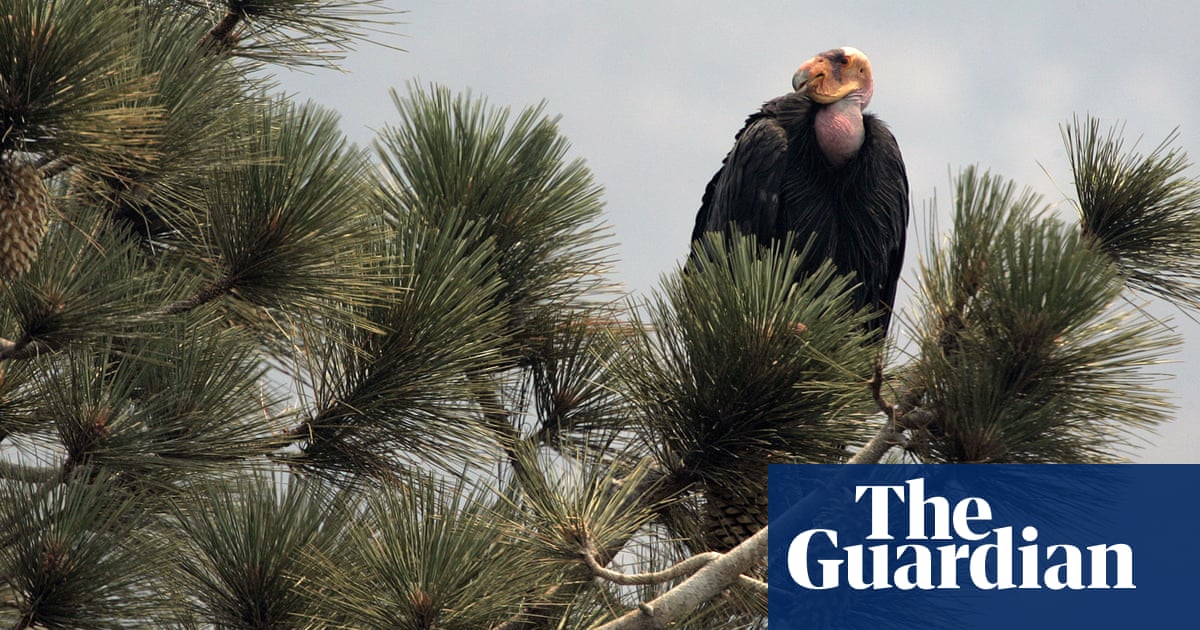 Endangered condors return to northern California skies after nearly a century