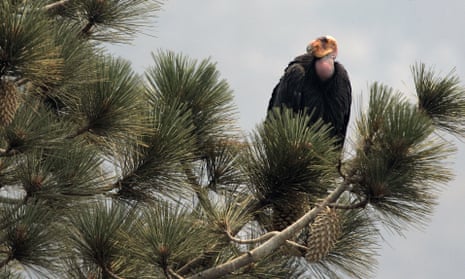 A California condor is perched atop a pine tree in the Los Padres national forest, east of Big Sur, California.