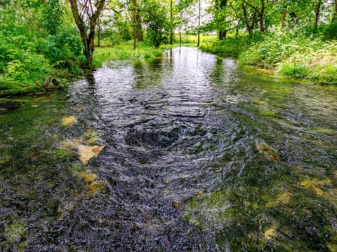 A bubbling stream surrounded by trees