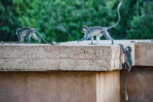 Macacos verervet no campus da universidade de Cartum, na capital sudanesa. Centenas de macacos que vivem principalmente nos telhados do campus também pulam livremente entre os alunos que costumam oferecer guloseimas a eles.