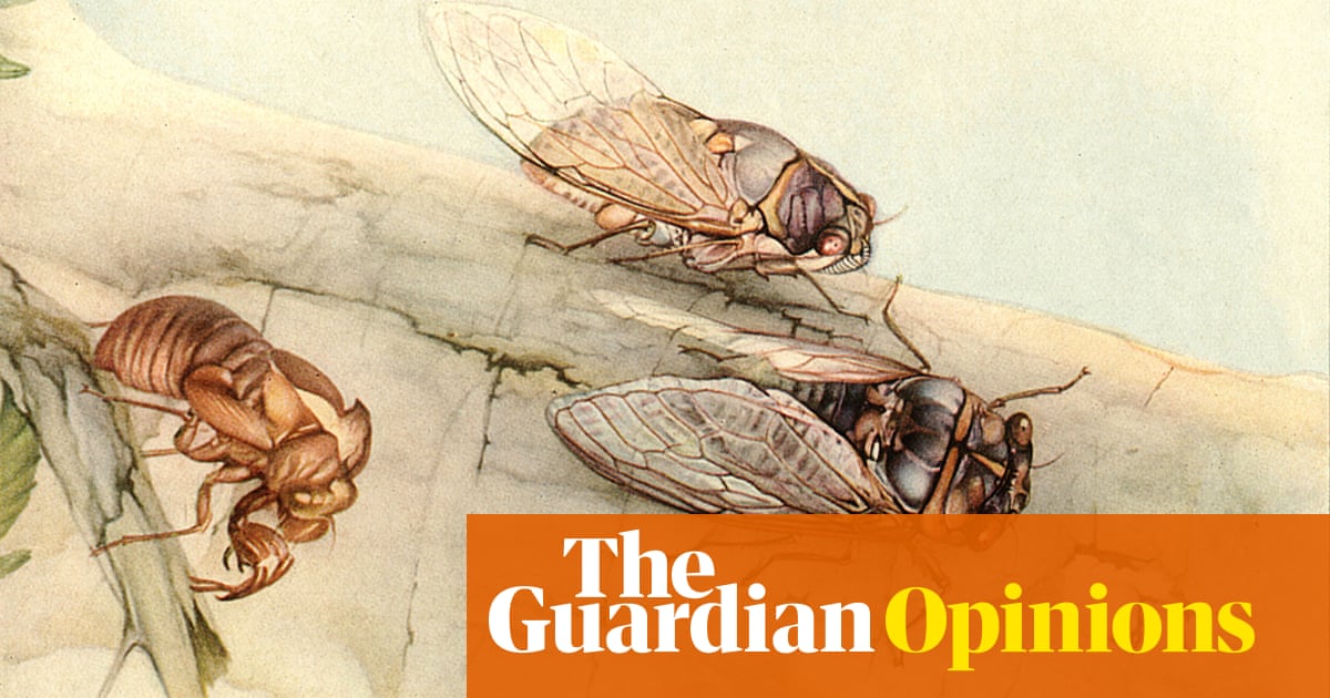 A cicada: ‘What cicadas leave behind is a kind of crystallised memory’ | Helen Sullivan A cicada: ‘What cicadas leave behind is a kind of crystallised memory’ | Helen Sullivan