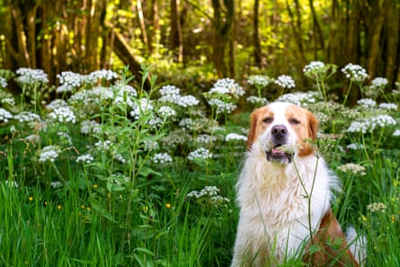 Brown and white dog sitting in long grass, biting on a white flower.