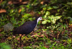 A white-breasted waterhen is grazing in a jungle at Tehatta, West Bengal; India