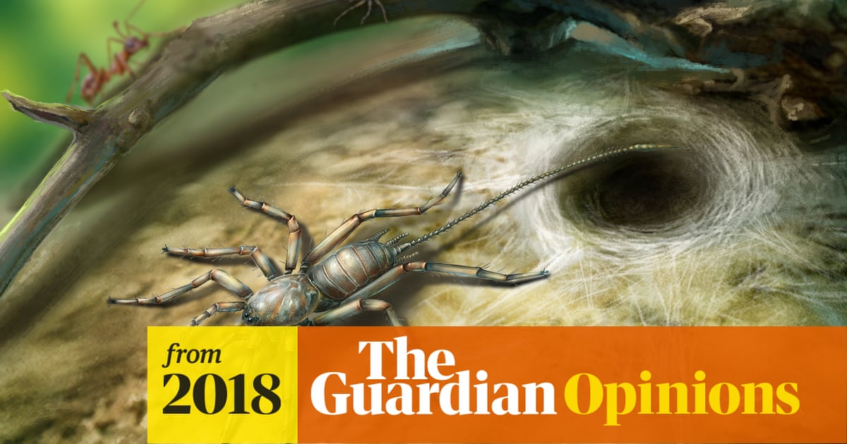 What fossils reveal about the spider family tree is far from ...