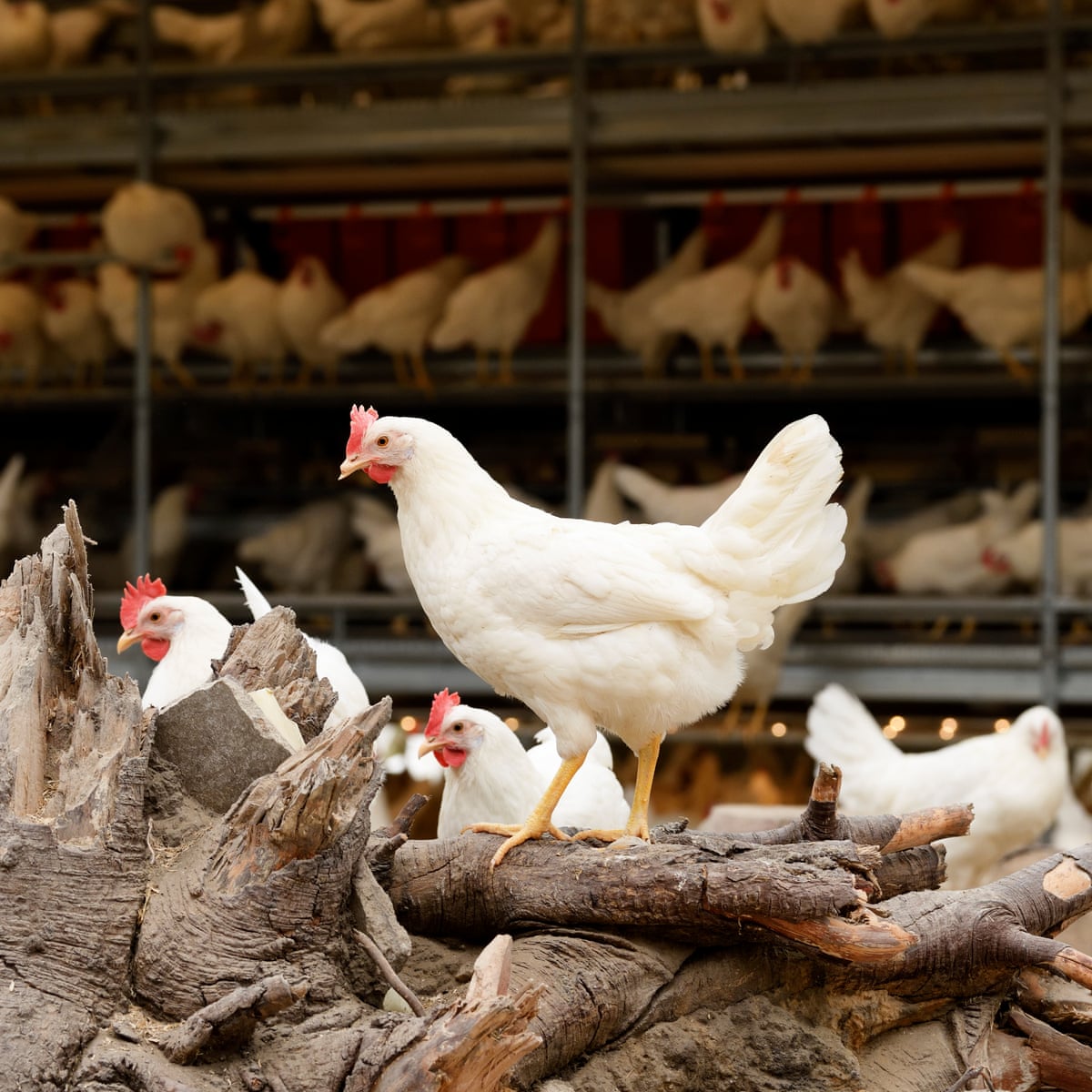 putting free range hen on a diet putting free range hen on a diet