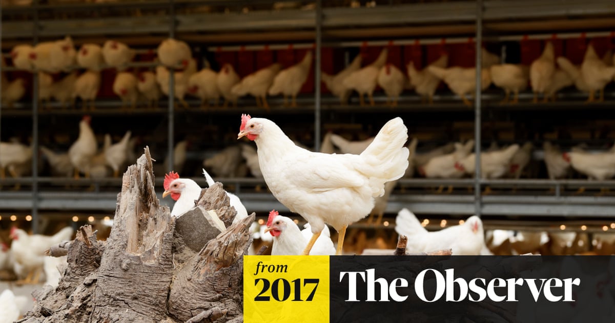 One Step Beyond Organic Or Free Range Dutch Farmer S Chickens Lay