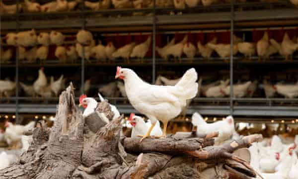 One Step Beyond Organic Or Free Range Dutch Farmer S Chickens Lay