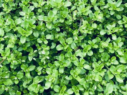 Chickweed in Michael’s garden