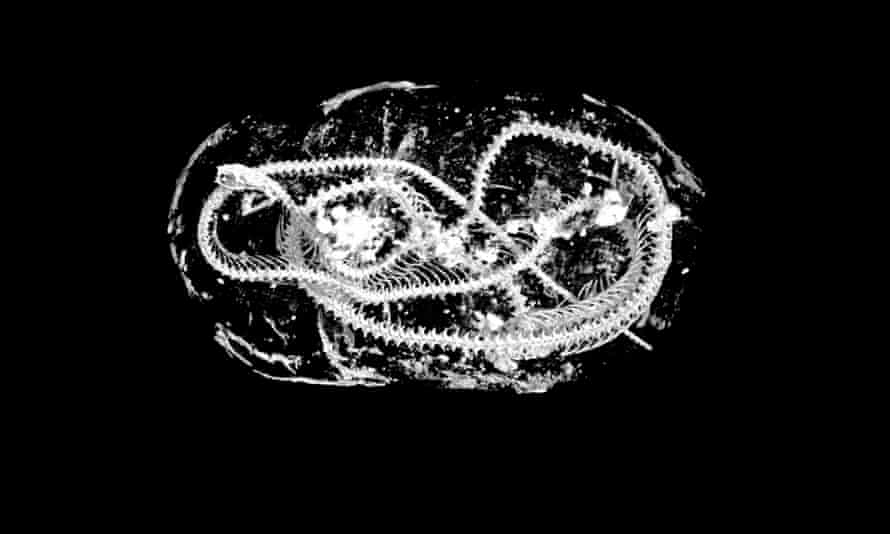 X-ray imaging shows the coiled mummified remains of an Egyptian Cobra