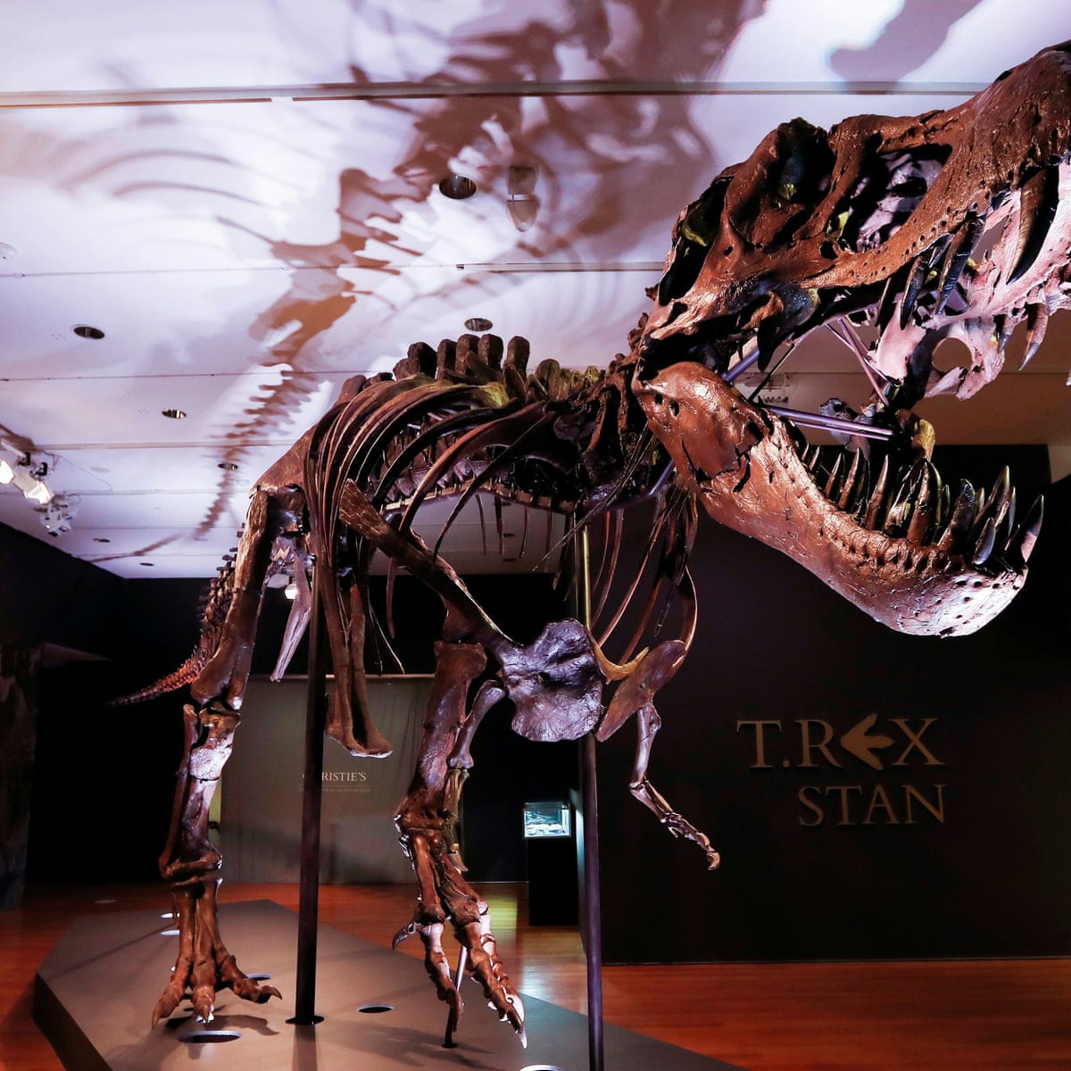 Mystery owner of Stan the T rex finally revealed following $ auction |  Dinosaurs | The Guardian