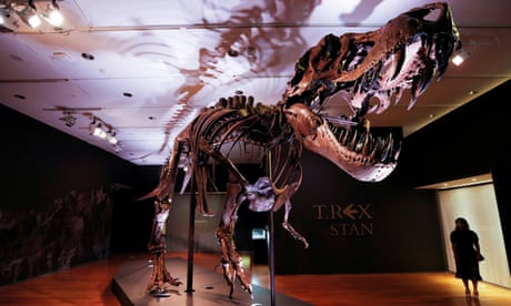 FILE PHOTO: Tyrannosaurus Rex skeleton "STAN" on display ahead of being auctioned by Christie's in New York<br>FILE PHOTO: An approximately 67 million-year-old Tyrannosaurus rex skeleton, one of the largest, most complete ever discovered and named "STAN" after paleontologist Stan Sacrison who first found it, is seen on display ahead of its public auction at Christie's in New York City, New York, U.S., September 15, 2020. REUTERS/Mike Segar/File Photo