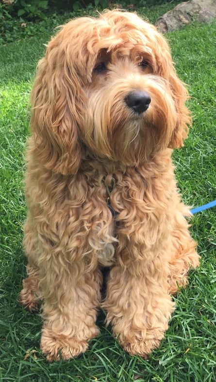 A cockapoo, which is mix between a cocker spaniel and poodle.