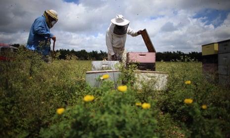 Beekeepers collect honey at the J &amp; P Apiary and Gentzel's Bees, in Homestead, Florida. Colony collapse disorder has devastated apiaries around the country. 