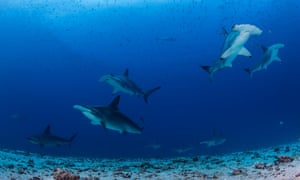A group of hammerhead sharks swims over a sandy bottom with garden eels at Darwin Island.