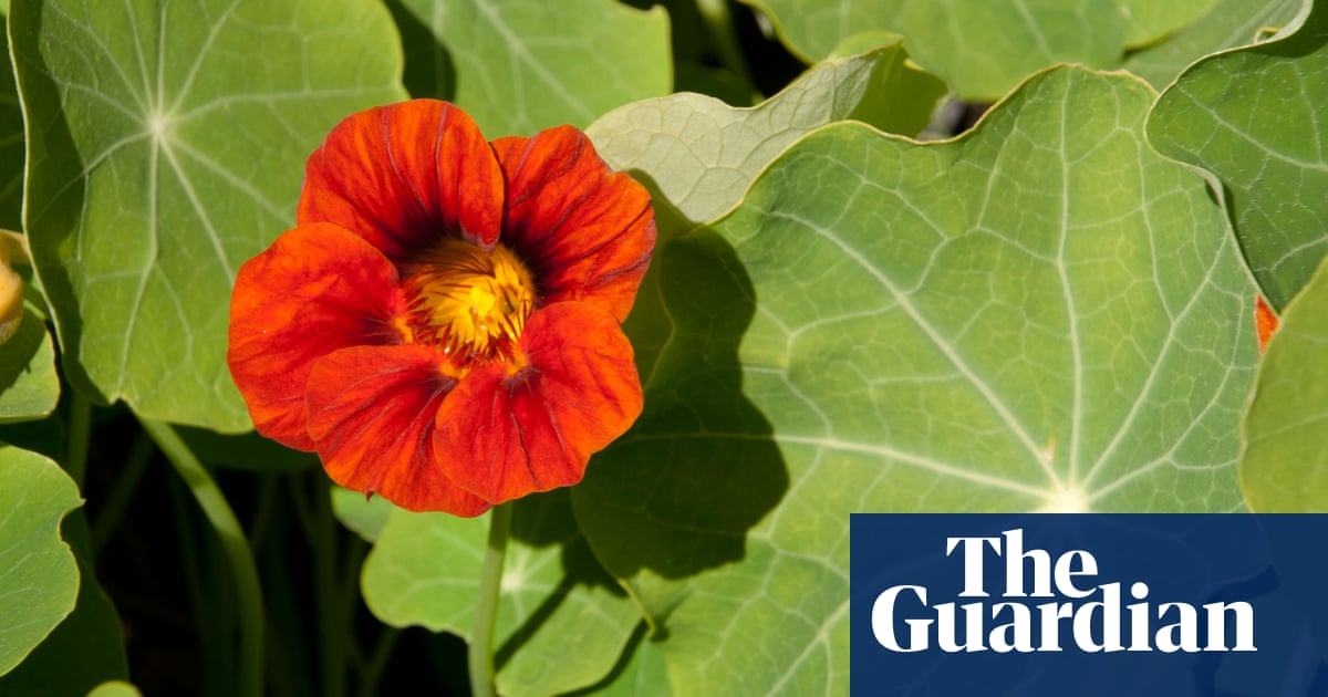 How to plant nasturtiums | Gardening advice | The Guardian