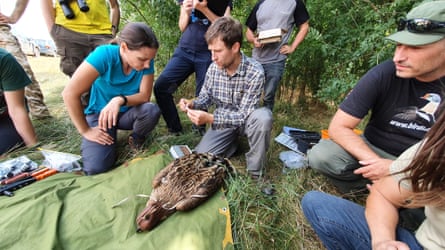 A group of people watch while a man prepares to attach a satellite tag to an eagle lying on a green mat.