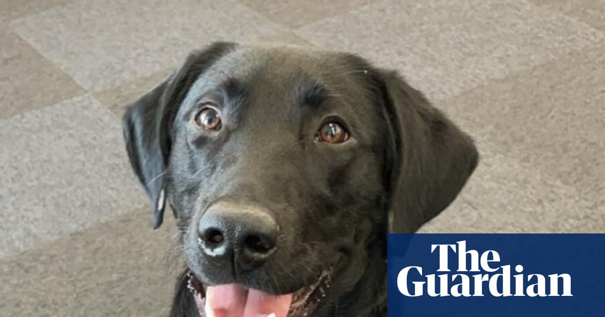 The pet I’ll never forget: Orlando was paralysed and almost died