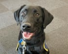 The pet I’ll never forget: Orlando was paralysed and almost died – then became the perfect guide dog