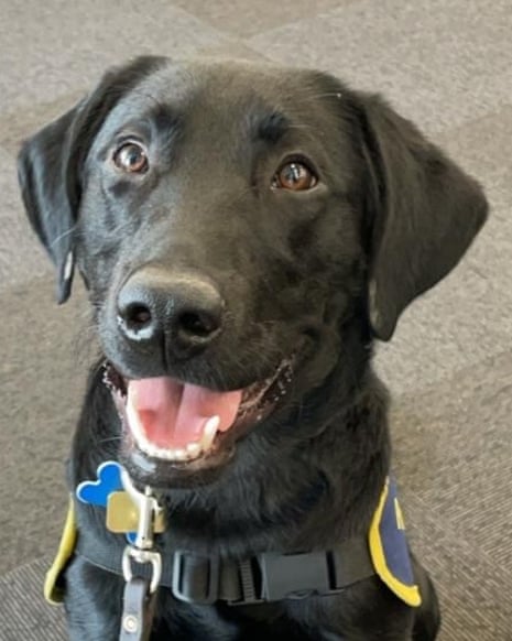 An eager-looking black labrador.