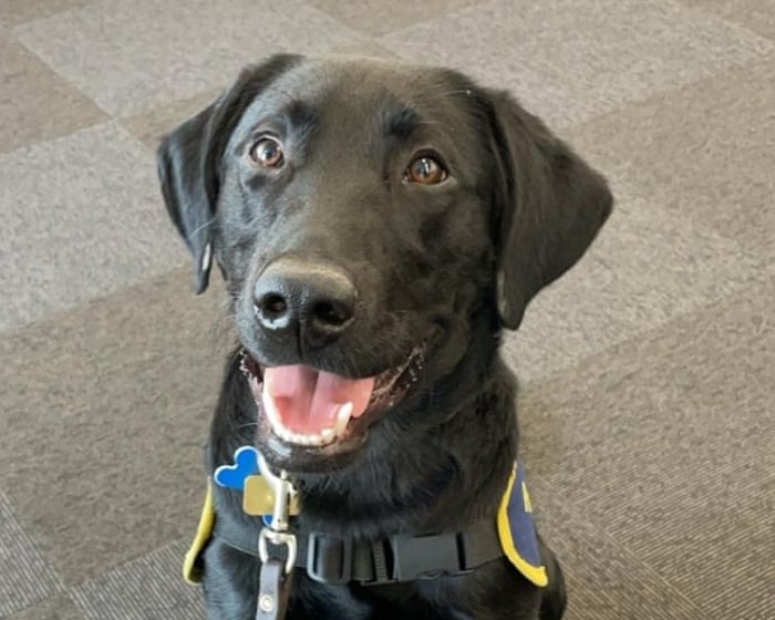 Image accompanying the story: The pet I’ll never forget: Orlando was paralysed and almost died