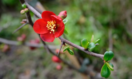 Flowering quince ‘Crimson and gold’.