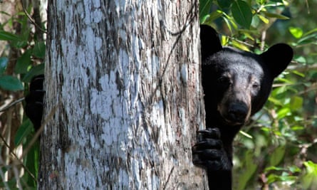 Florida black bear peeking out from behind a tree