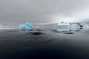 Large group of Antarctic minke whales in Wilhelmina Bay in Antarctic Peninsula. The whale in the middle of the group is carrying a multi-sensor suction cup tag