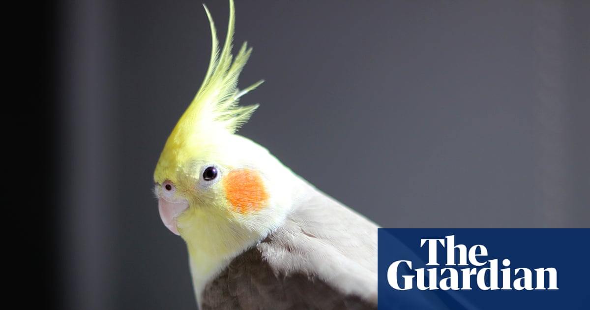 Masturbation among birds is ‘natural’ and should not be punished, say experts