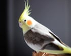 Masturbation among birds is ‘natural’ and should not be punished, say experts