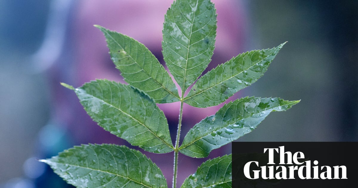 British ash trees may resist dieback disease, research reveals