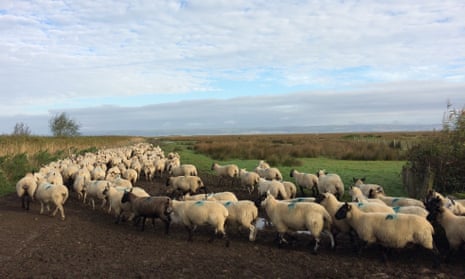 a herd of sheep in a rural landscape