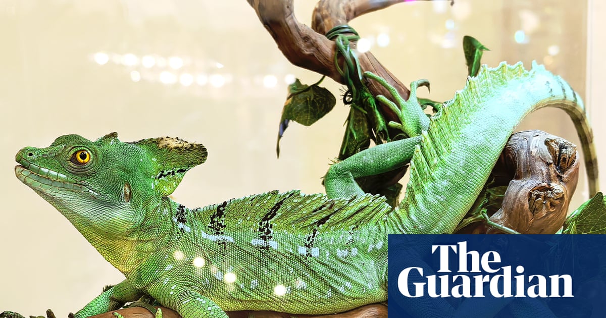 What links the basilisk lizard and the fishing spider? The Saturday quiz