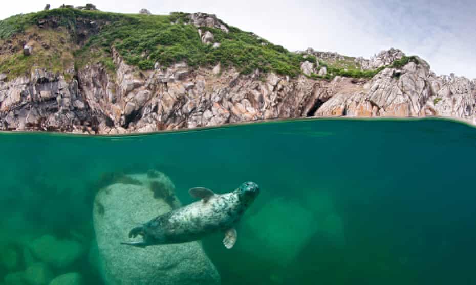 an Atlantic grey seal under the water off Lundy Island