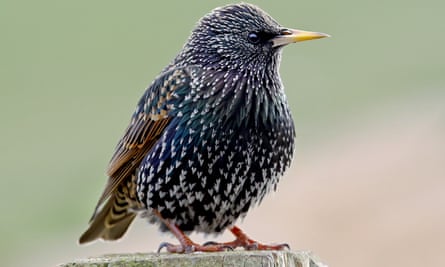 A female starling.