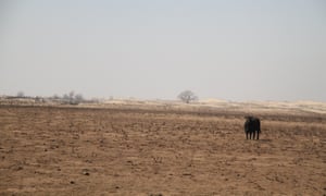 A lone cow wanders charred prairie following devastating wildfires in Clark County, Kansas. Farmers and ranchers on the high plains are struggling amid a lengthy dry spell and the aftermath of destructive wildfires.