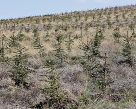 Sitka spruce plantation at Stobo Hope