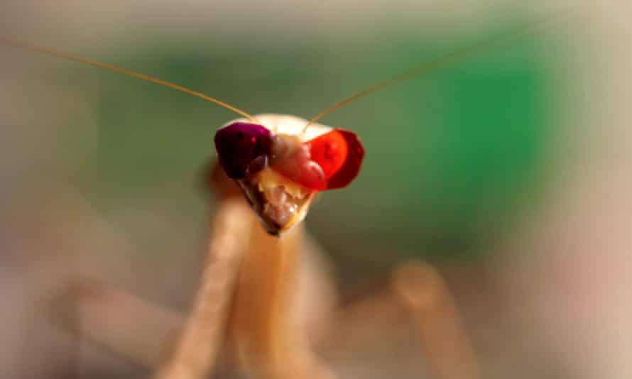 A praying mantis fitted with miniature 3D glasses, in a research facility at Newcastle University.