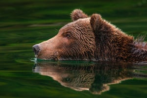 Close-up de urso nadando no rio