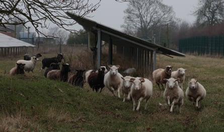 Sheep and solar panels