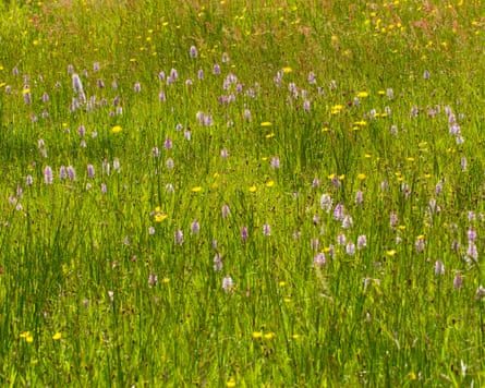 Heath spotted-orchids flowering in Cors y Llyn