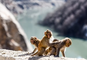 Tibetan macaques play at Dargo gorge in Shannan, Tibet