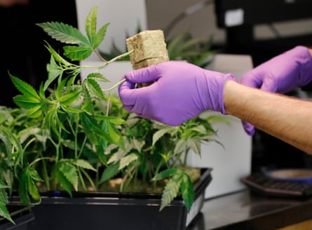 A sales clerk with cannabis plants at a cannabis dispensary in Oakland, California. It became legal to buy recreational cannabis on 1 January.