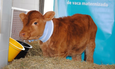 Rosita Isa, a cow genetically modified to produce human-like milk.