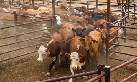 Australian cattle destined for live export at the Northern Territory Cattlemen Association’s (NTCA) Bohning Yards, Alice Springs.
