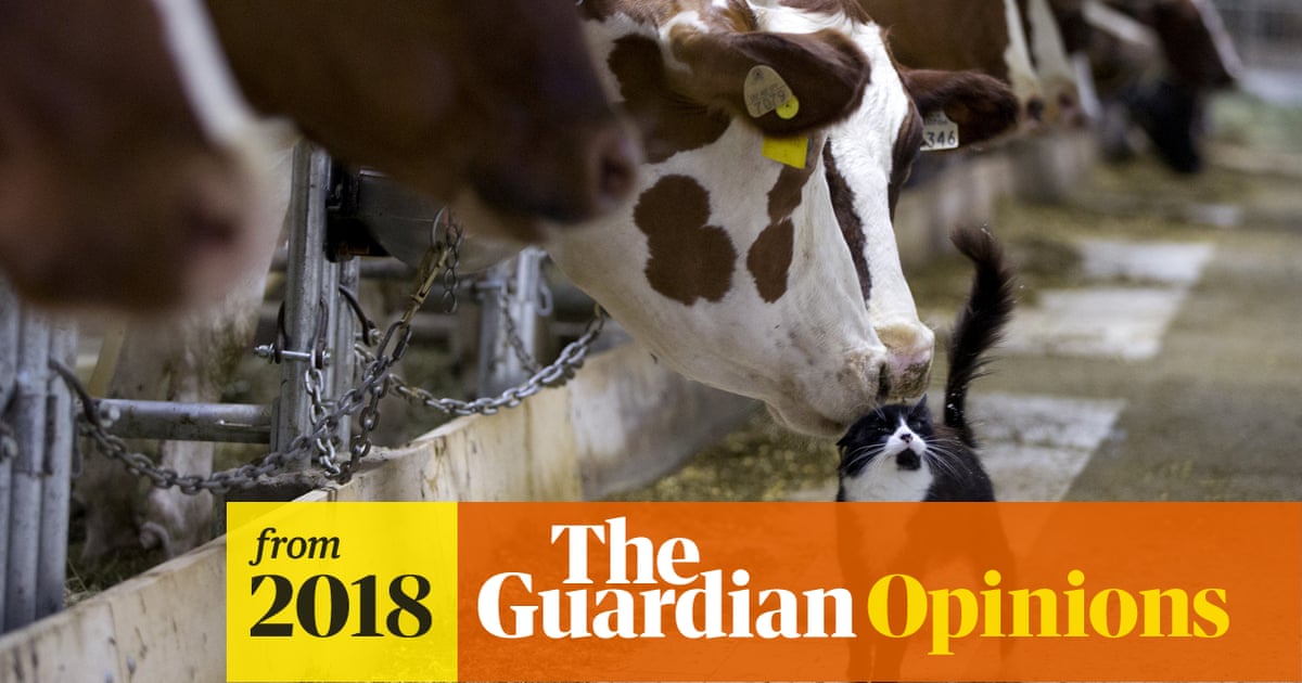 Why Canadian Milk Infuriates Donald Trump John Barber The Guardian Why Canadian Milk Infuriates Donald Trump John Barber The Guardian